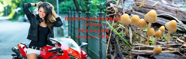 гашик Белокуриха